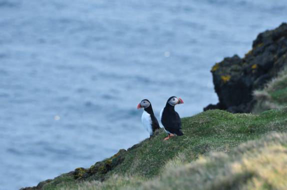 Puffins descansam e admiram a paisagem na ilha de Heimaey, no sul da Islândia